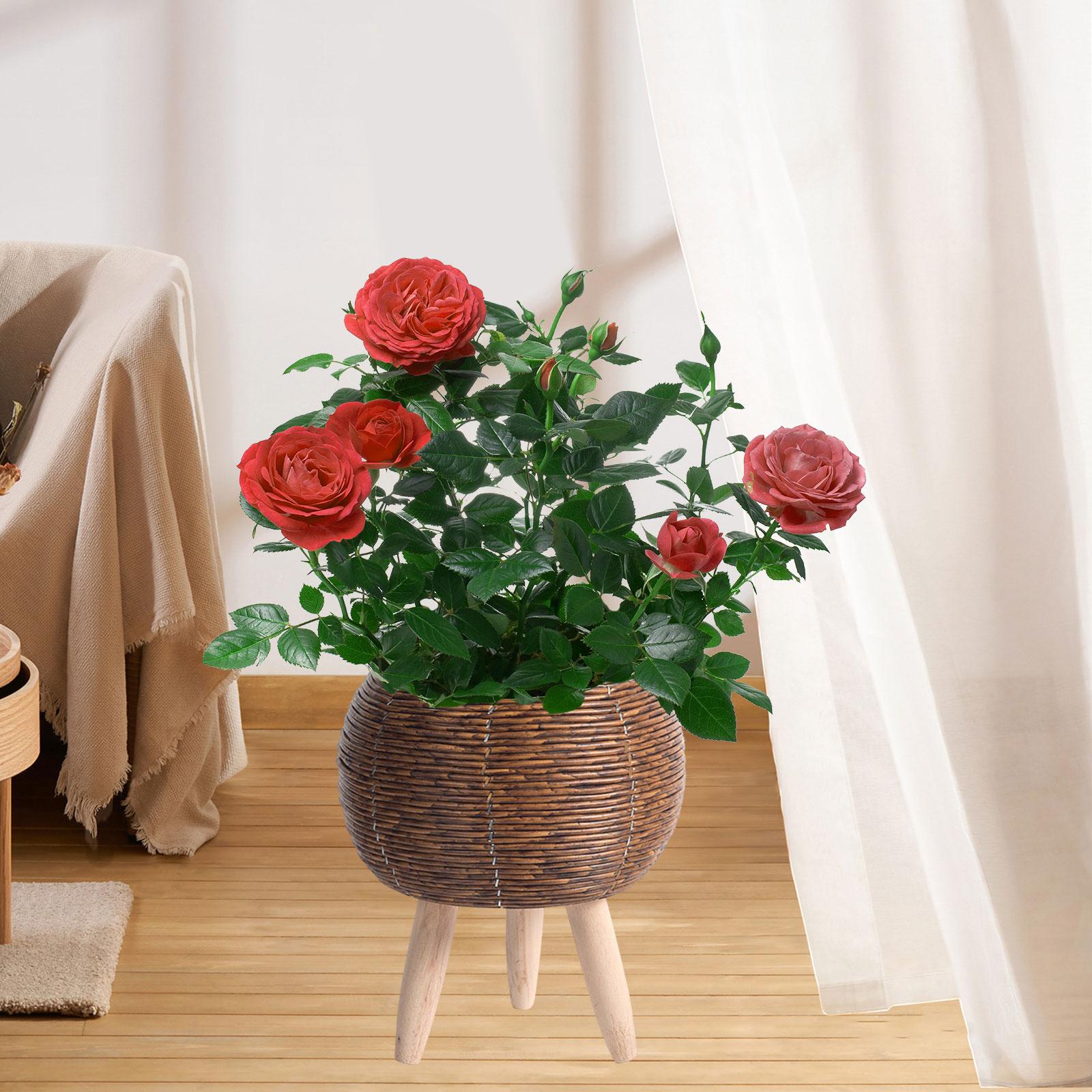 ตะกร้าสานพร้อมขาตั้ง กระถางดอก - Home Decor Rattan บทวิจารณ์และราคา